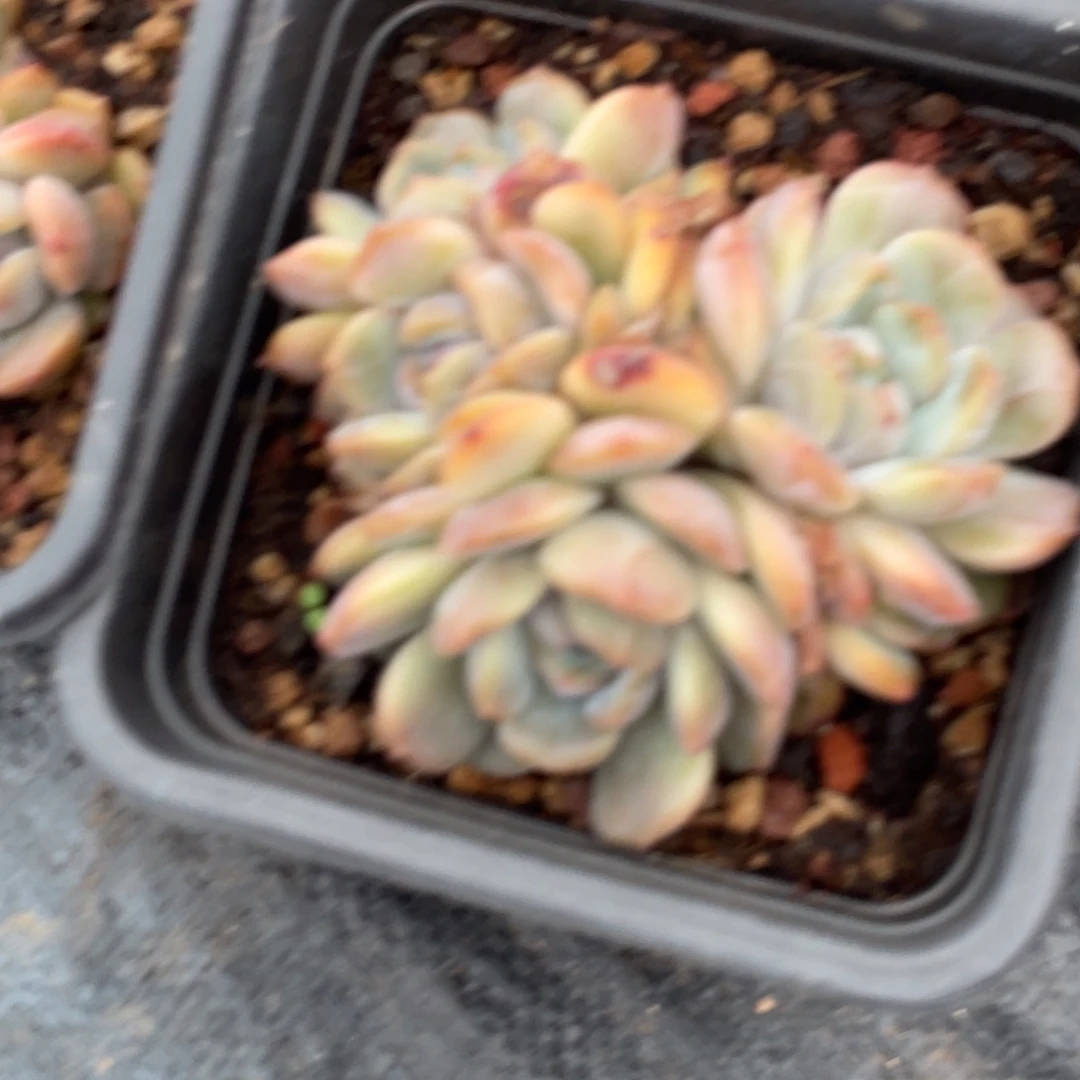 兔****红恋寄养兔兔专拍