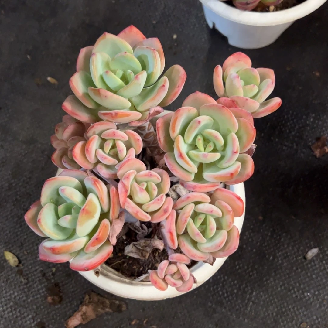 白月光一物一拍2362