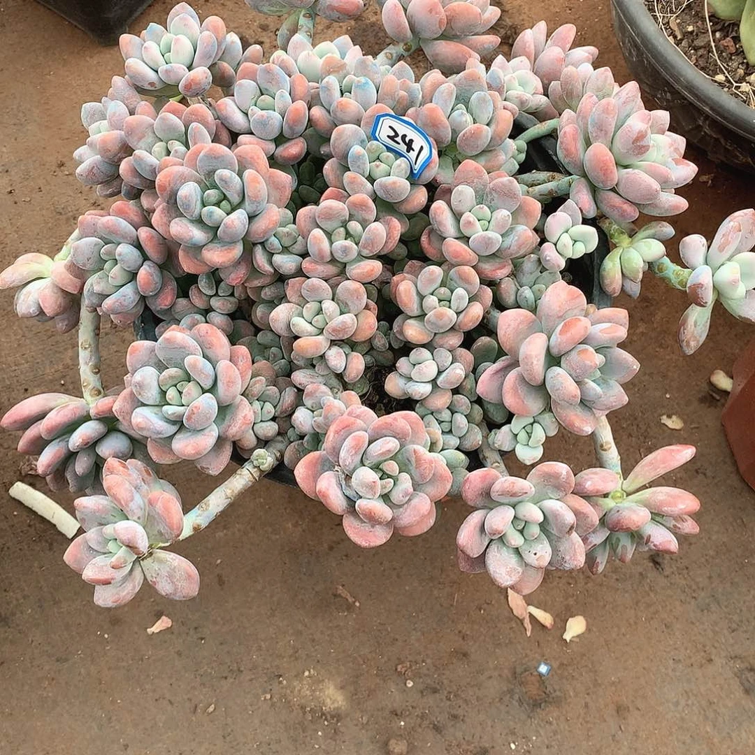 241洛神 一物一拍多肉