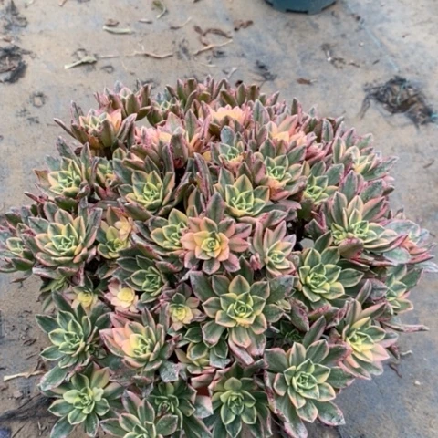 甜茶多肉植物039