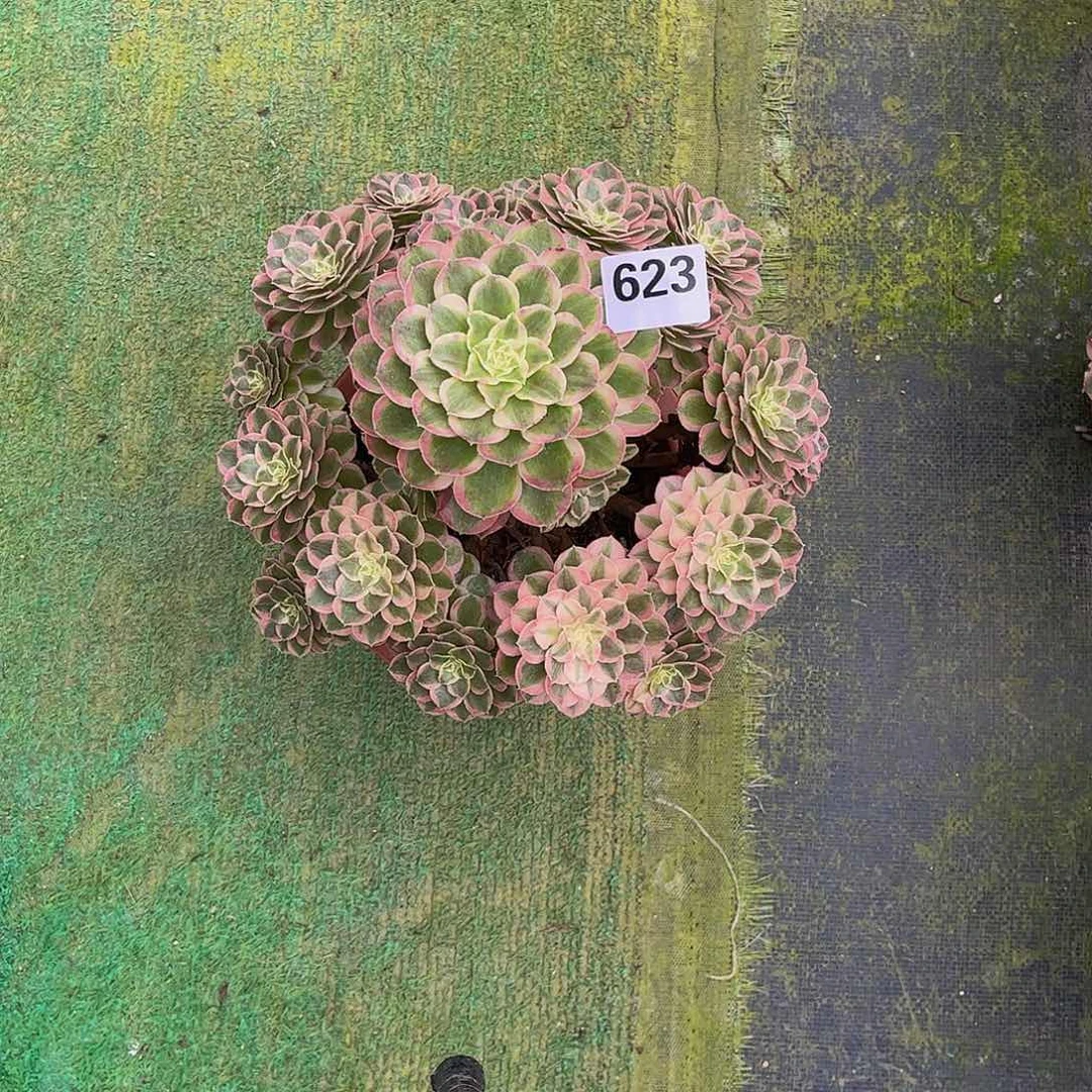 多肉孔雀翎000000623