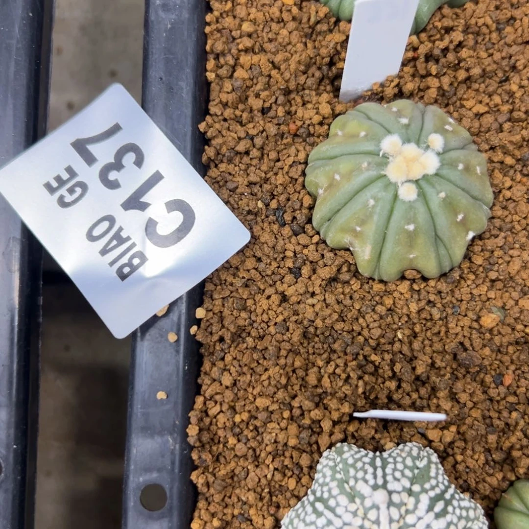 睡****C137号兜仙人球多肉