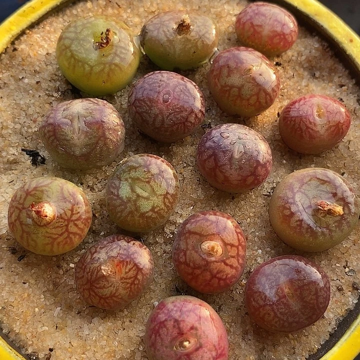 16515杂交的天花板一颗