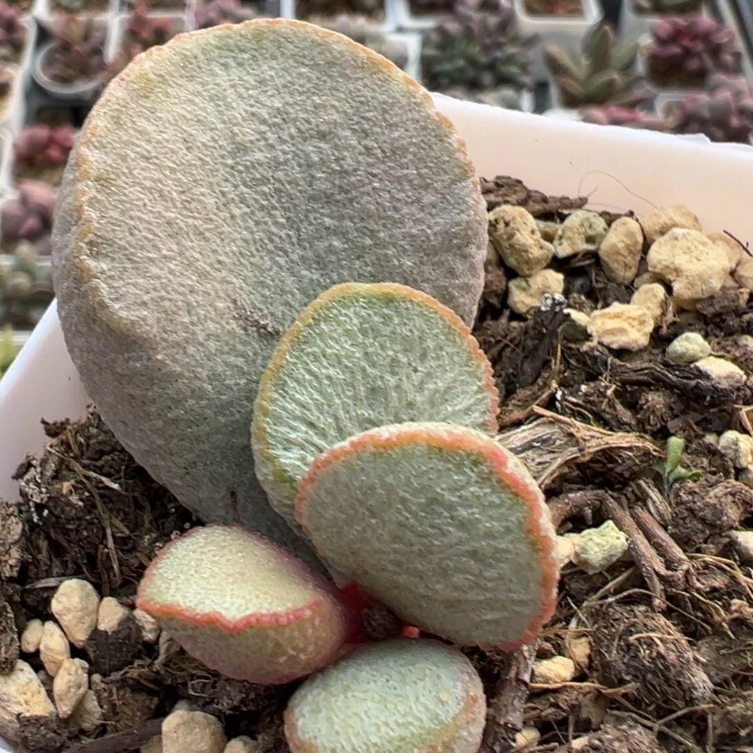 绿磨砂蛋大苗多肉植物水泡