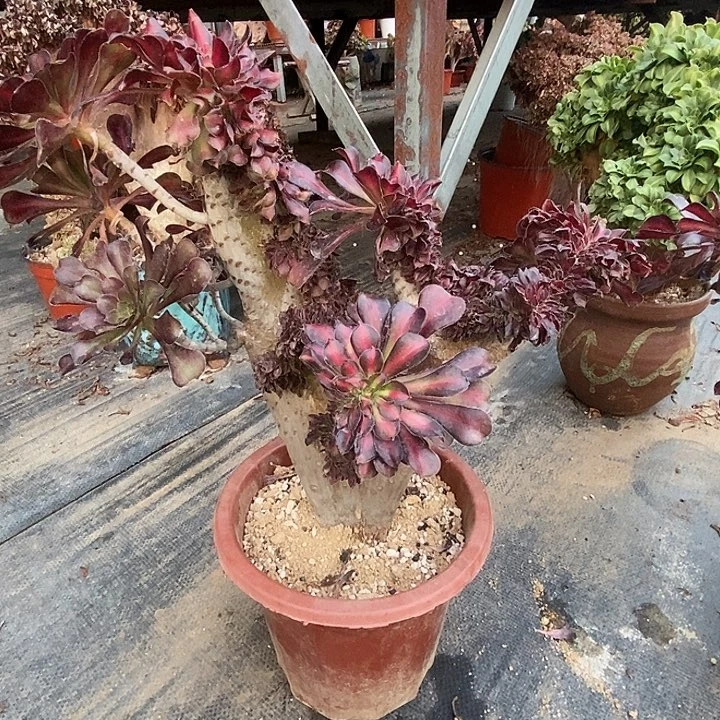 晚霞老庄缀化缀化