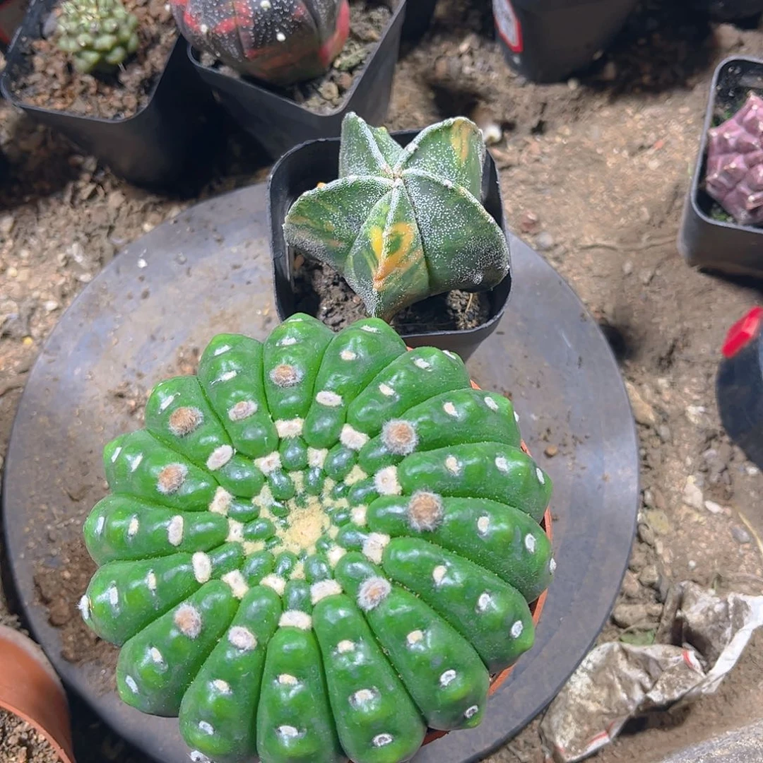 核桃削美玉一一一一