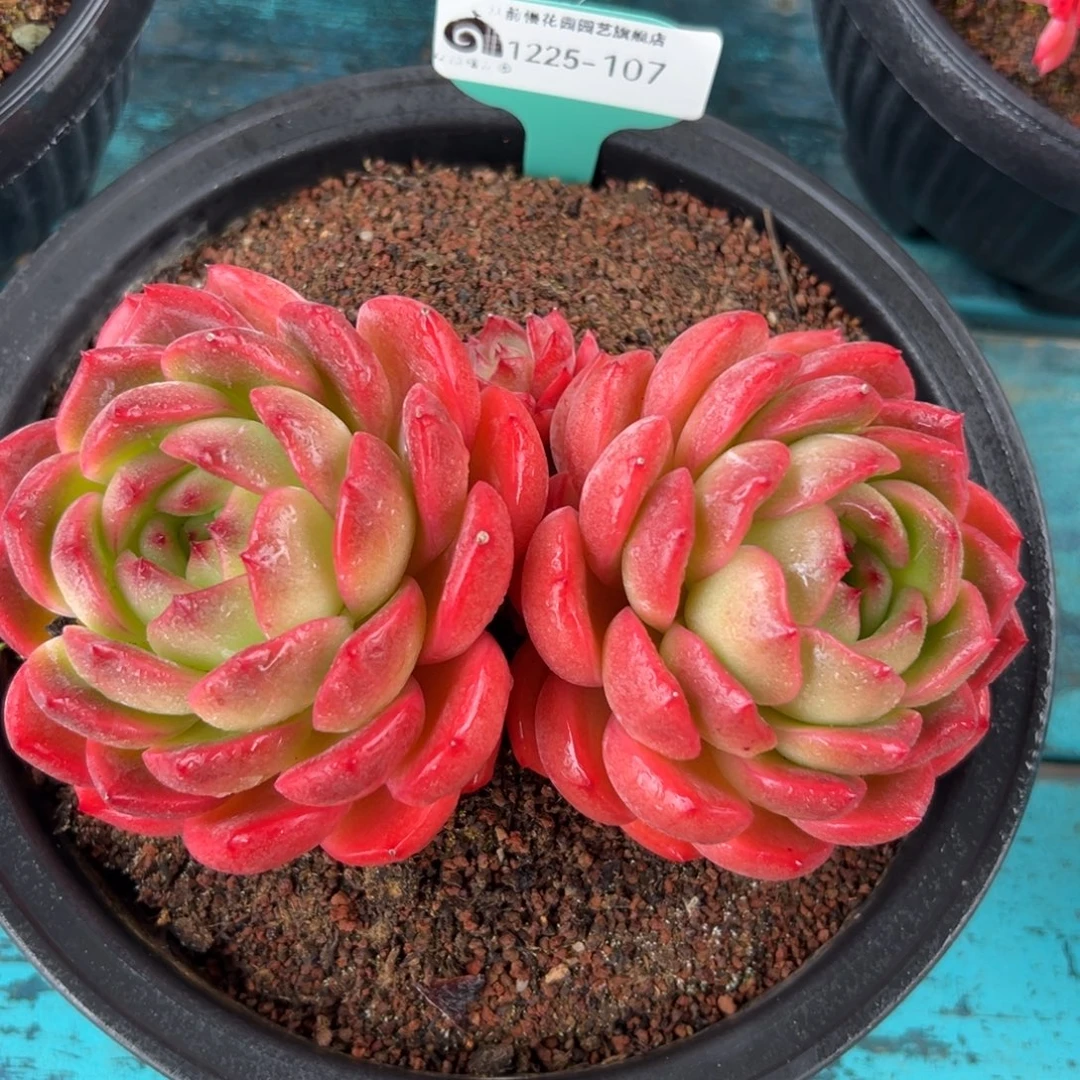 从前慢花园多肉编号1225-107