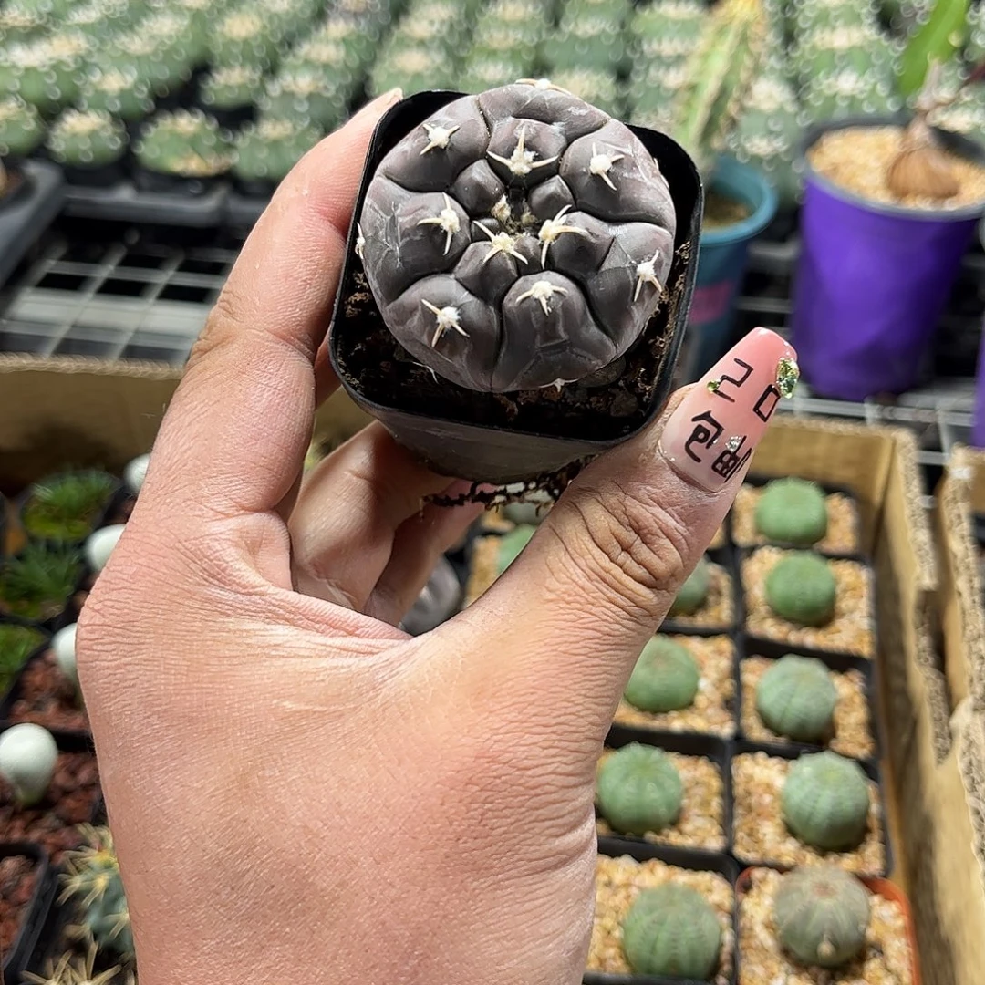 铅皮兜单头发货单头
