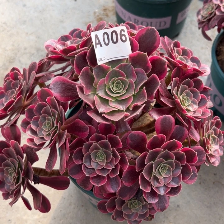 006凤冠25厘米左右半木