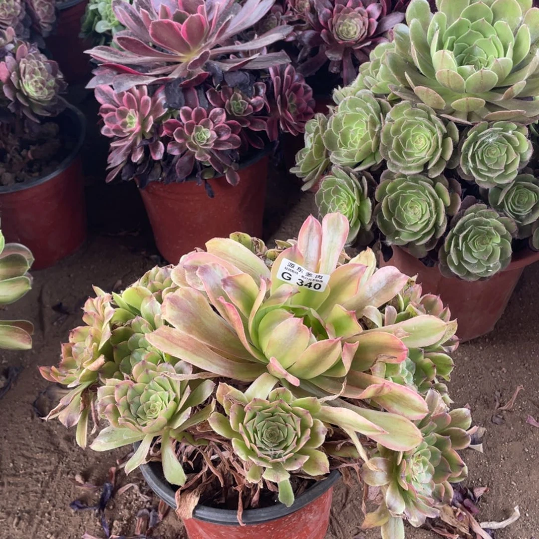 340沙皇多肉法师断枝不包