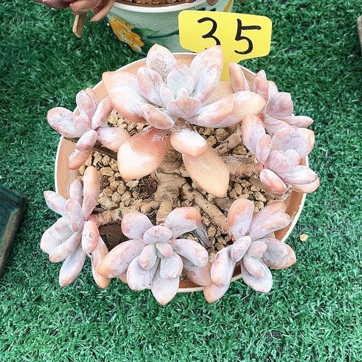 粉免35号码牌子的话题了