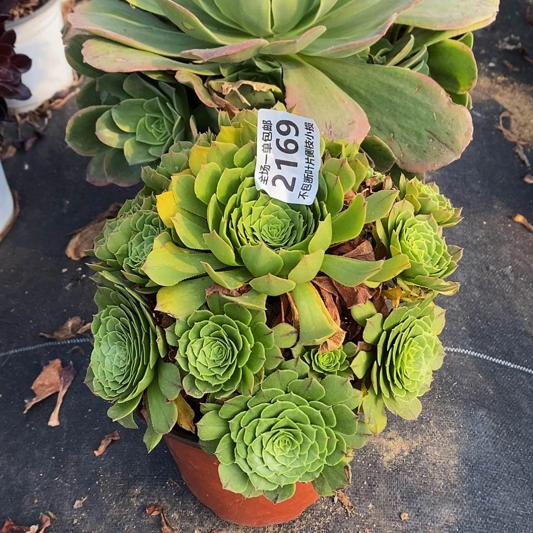 2169绿萝莉老桩多肉