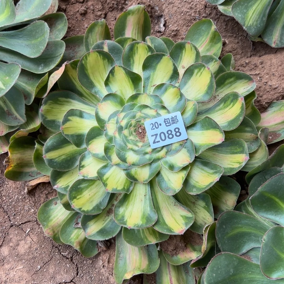 t***~088暴君，满20包邮