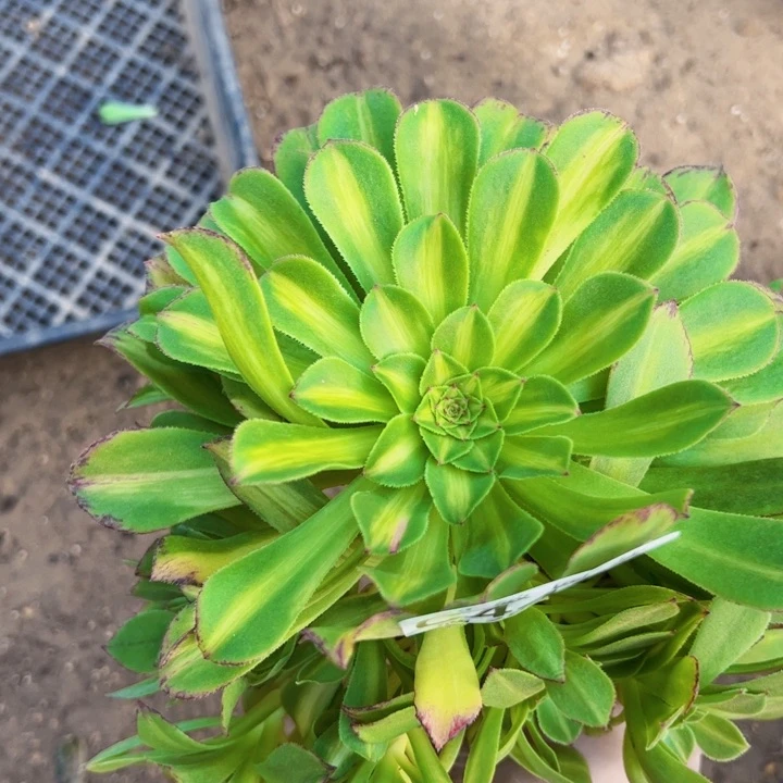 无根知否多肉植物法师4456