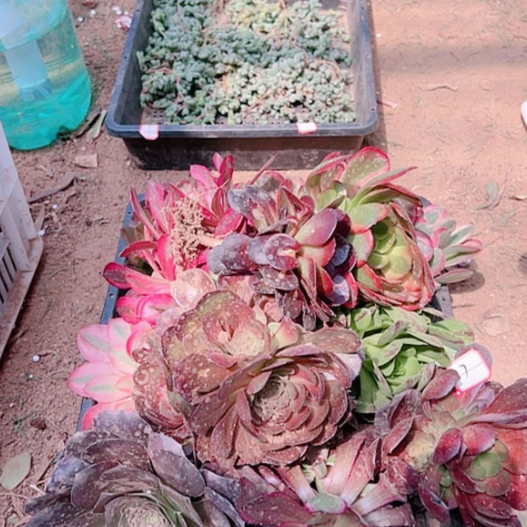 【闪购商品】用****47号套餐10颗