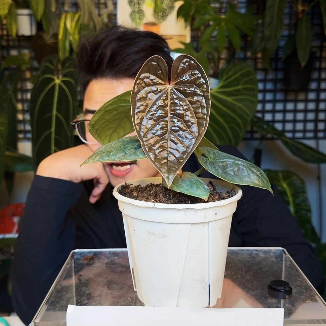 采***爷完全开放B146奢华