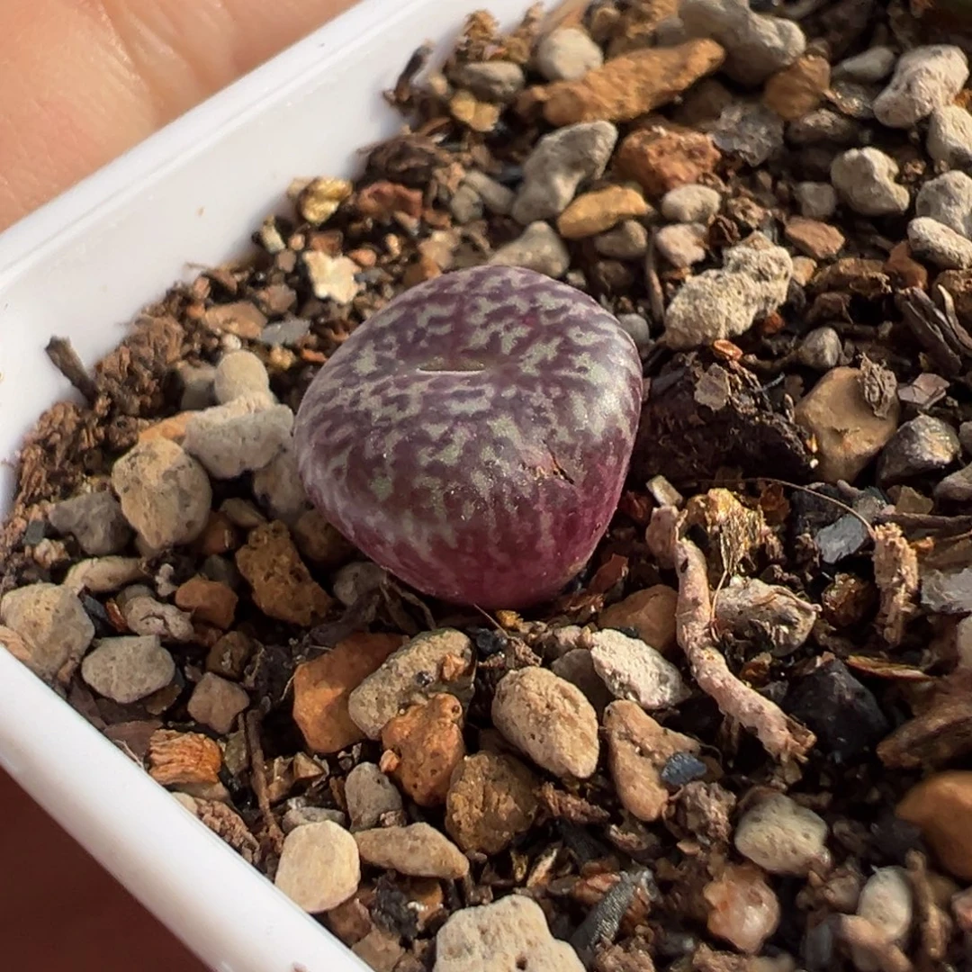 霸气十足杂鳄鱼皮 超长流水