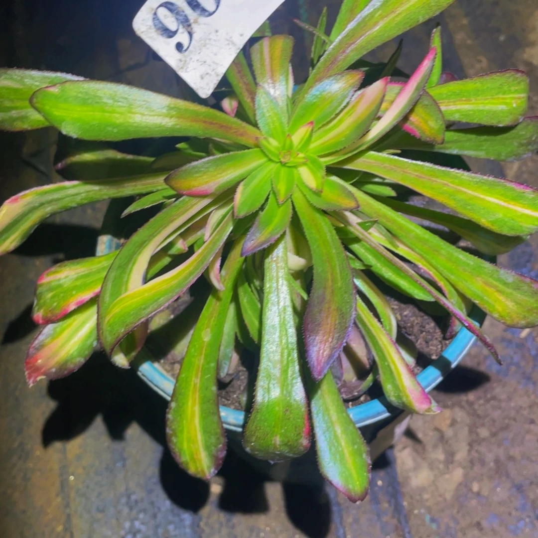 黑法师七彩多肉植物904