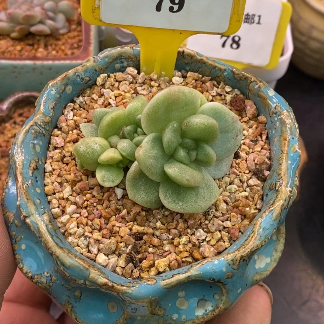 179冰玉石化5到6头，带锦