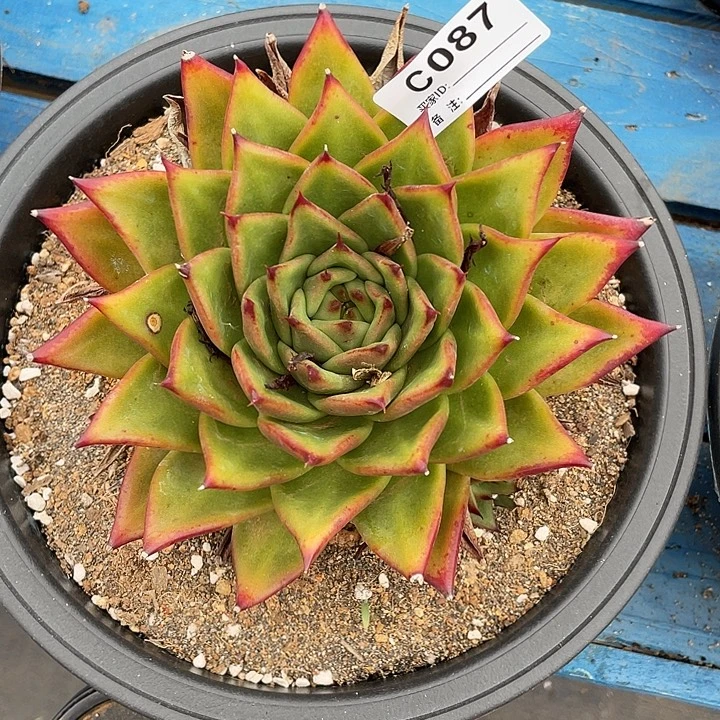 若如东云单拍C087