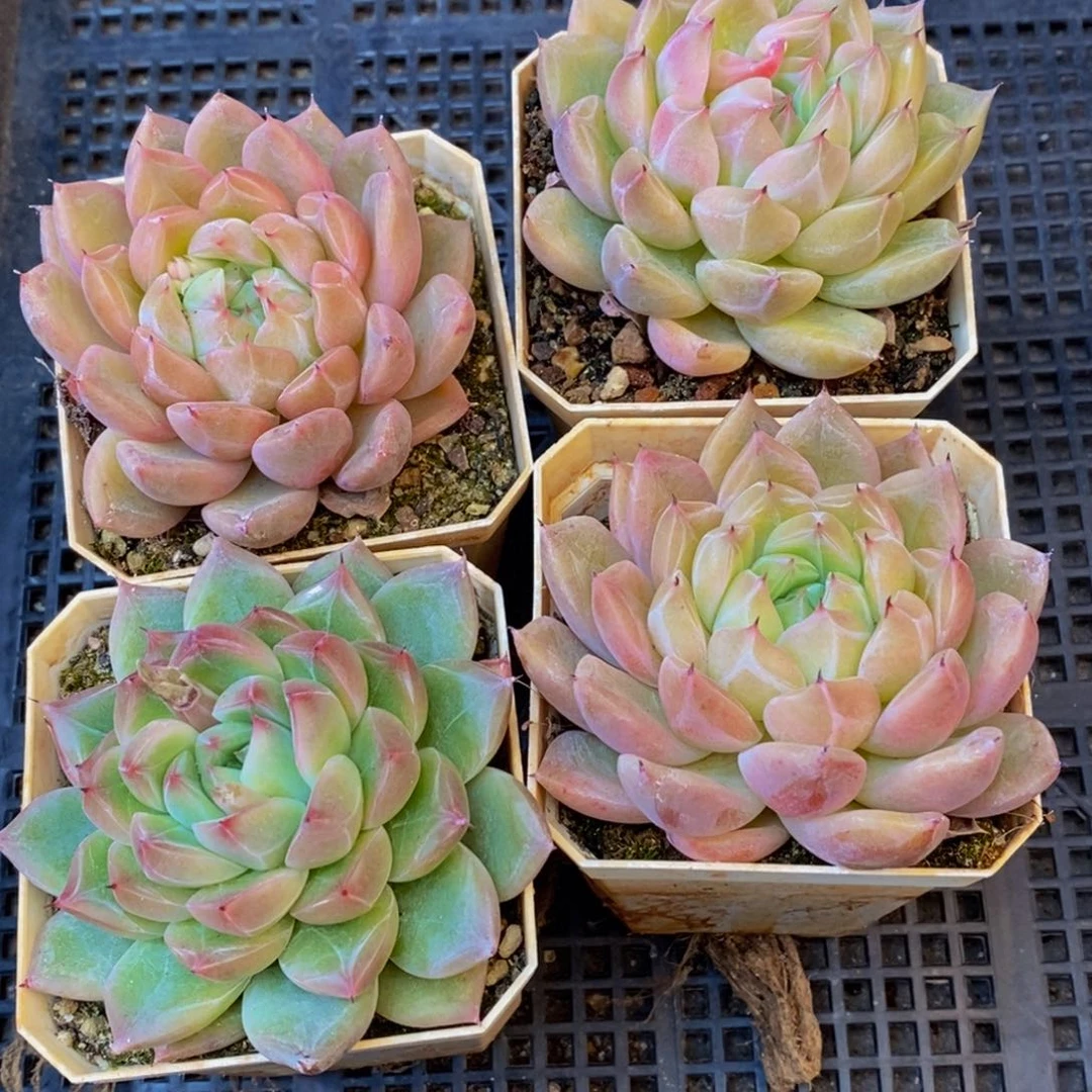 368的人都是这样的人