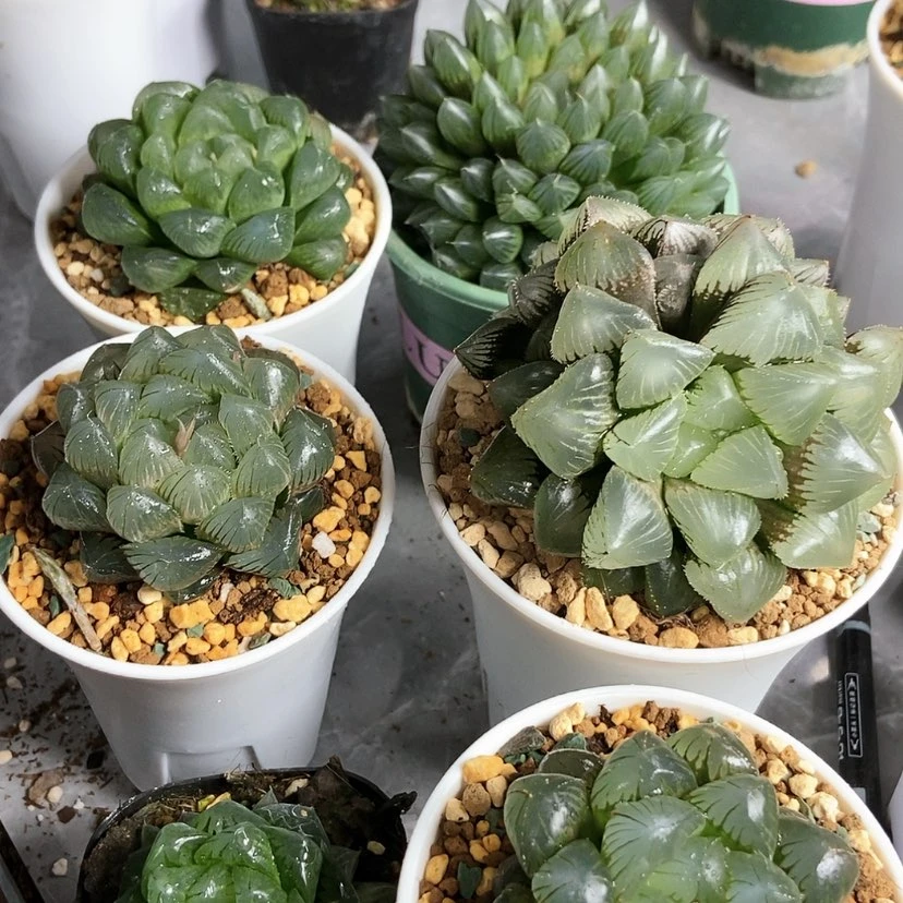 【闪购商品】蓝镜糯黑肌6颗