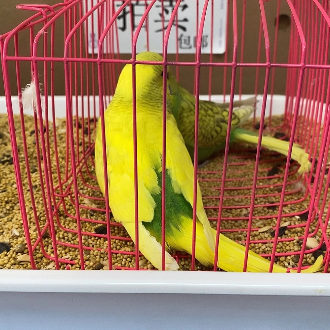 虎皮鹦鹉大头虎皮