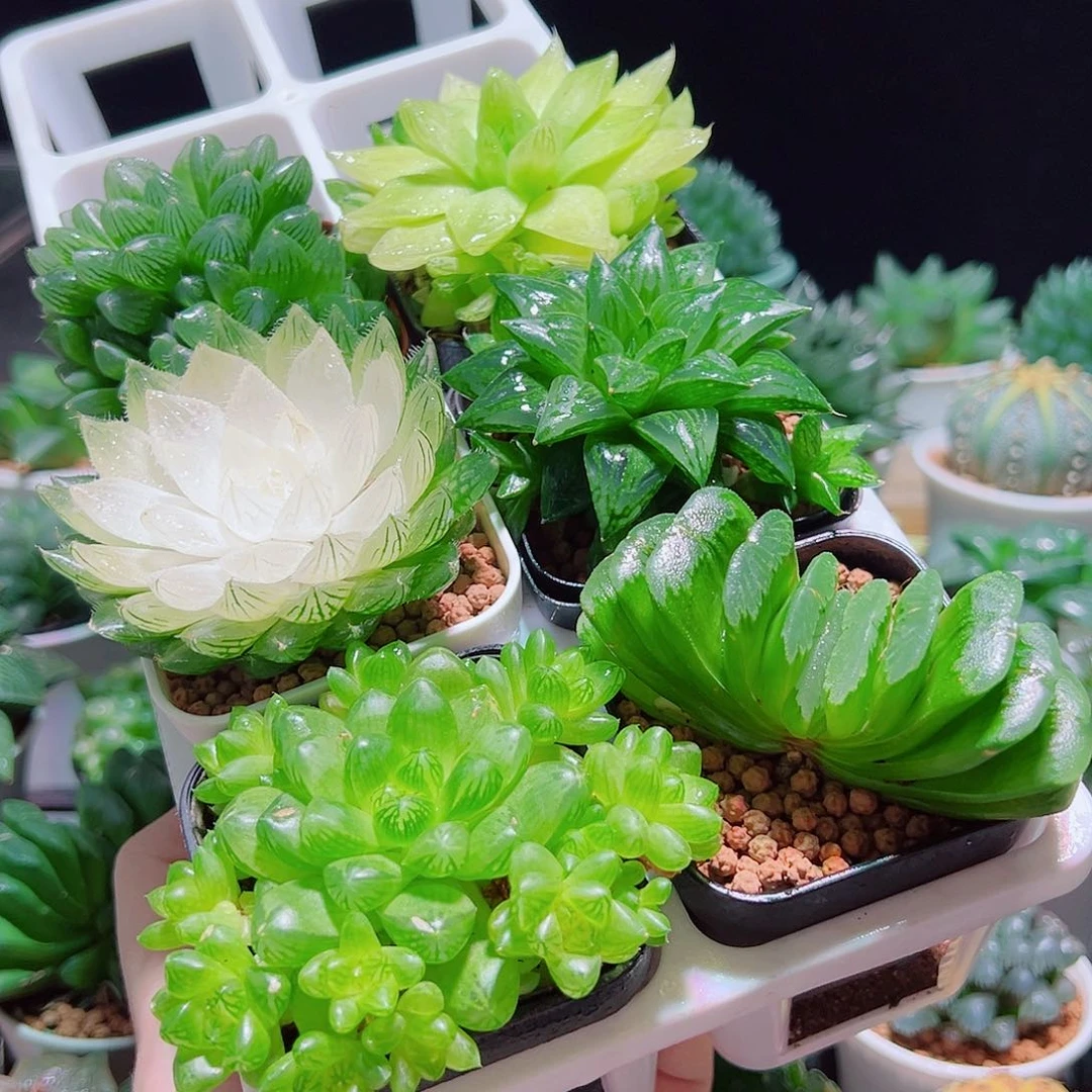 6件套多肉多肉多肉多肉