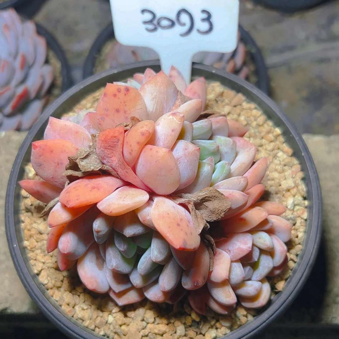 四头橙梦露3093号一物一拍