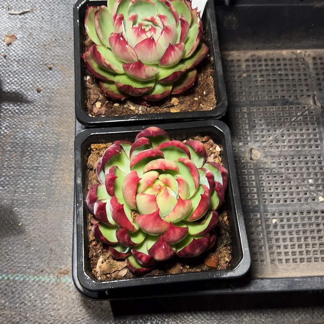 厉***惊鸿仙子两颗2628号