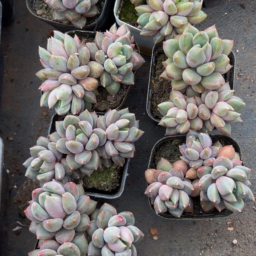 10颗美人系列多肉植物