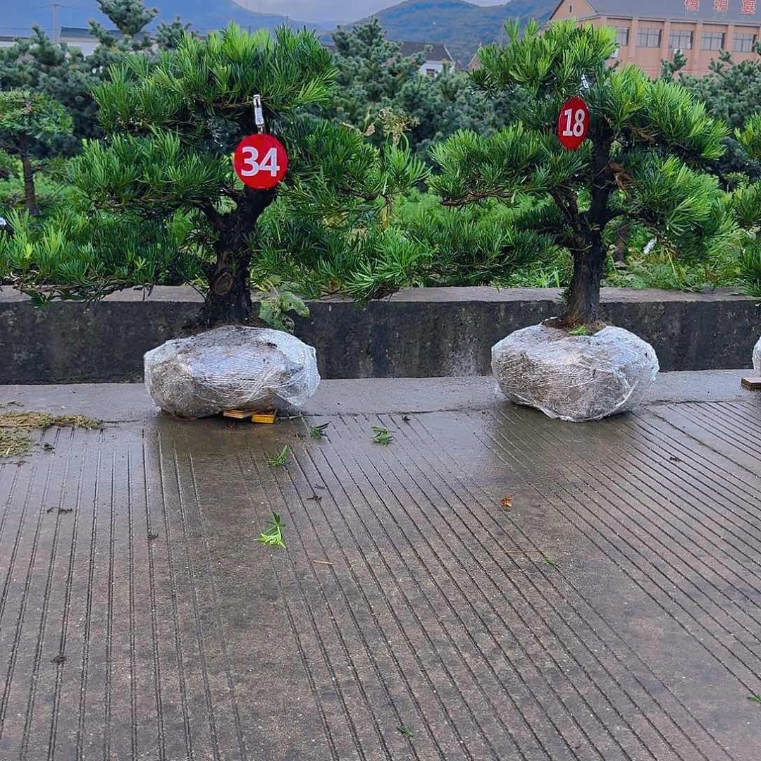 中***头当前无花朵，栽培后可花朵