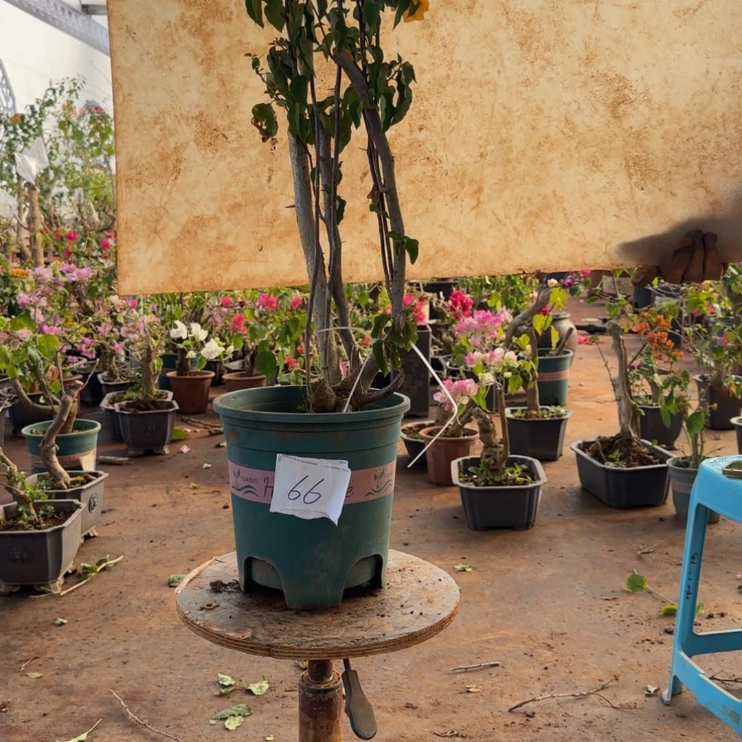 大部分开放少量花苞柠檬黄66脱