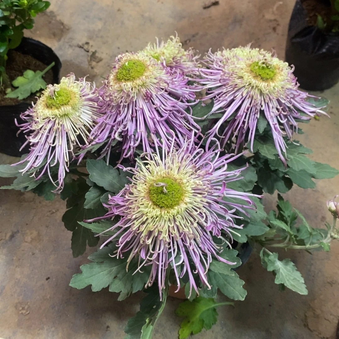 完全开放00000000000