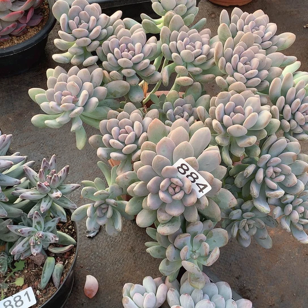 884手指一物一拍多肉