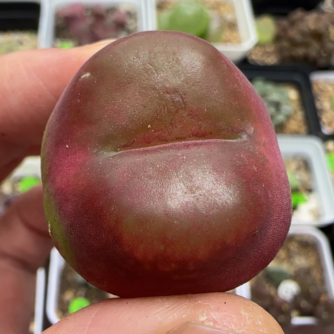 3+漂亮多肉植物103