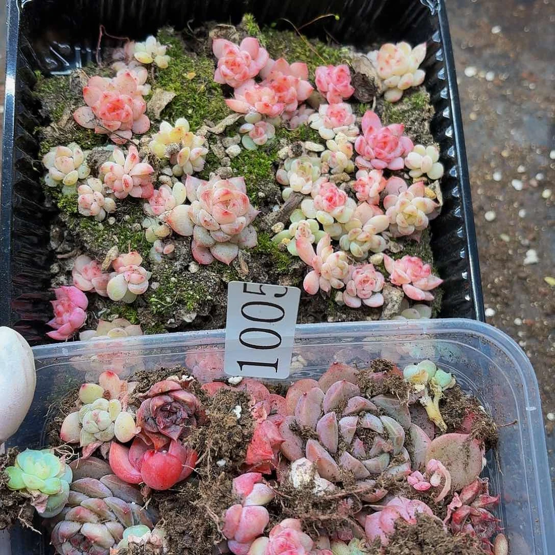 多肉植物多肉植物1005