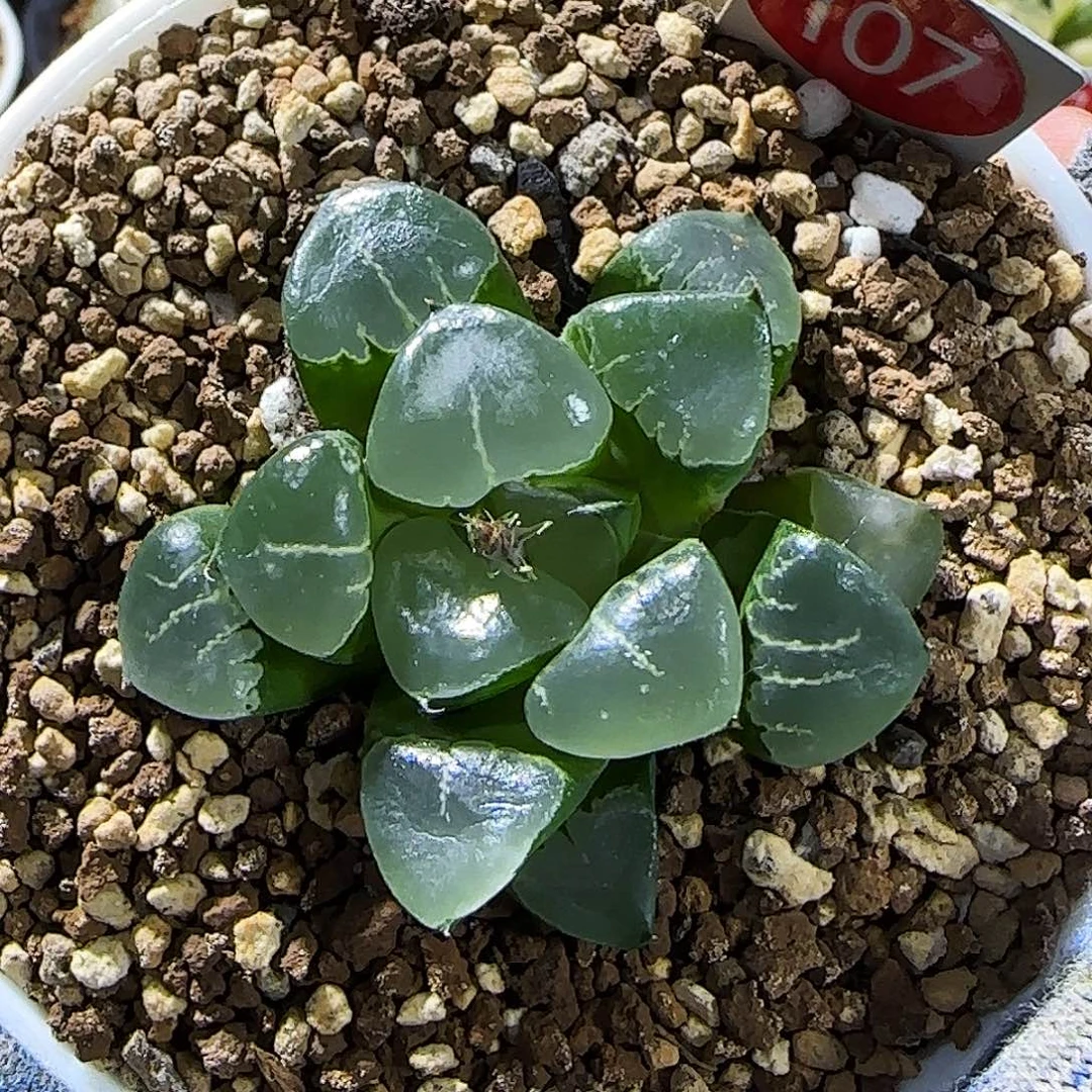 107号姬翠 5 厘米左右一物一拍带盆发货