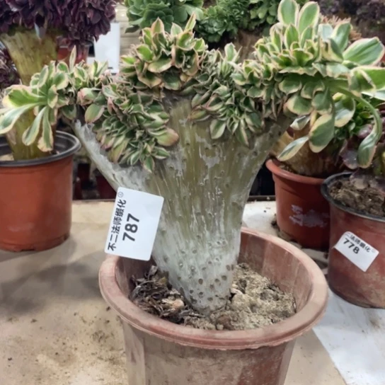 787，燕姿锦缀包邮