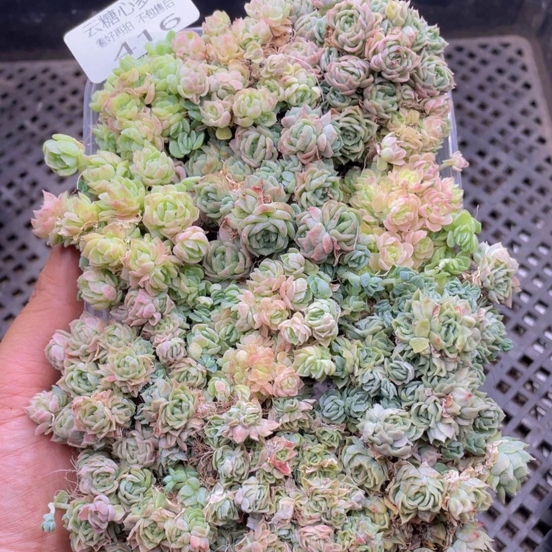 云糖心多肉植物416