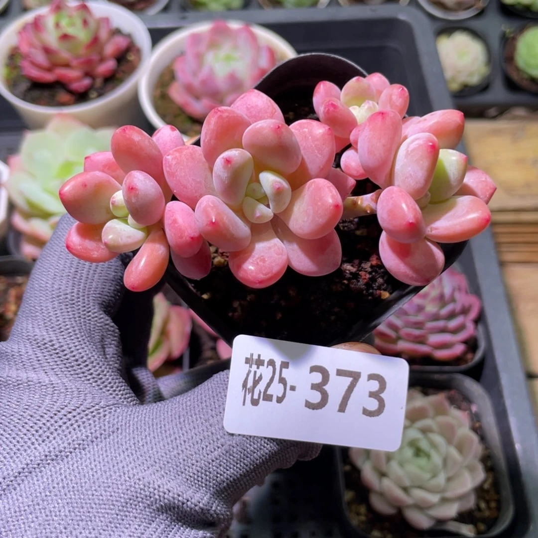 花利美25-3373洛神群