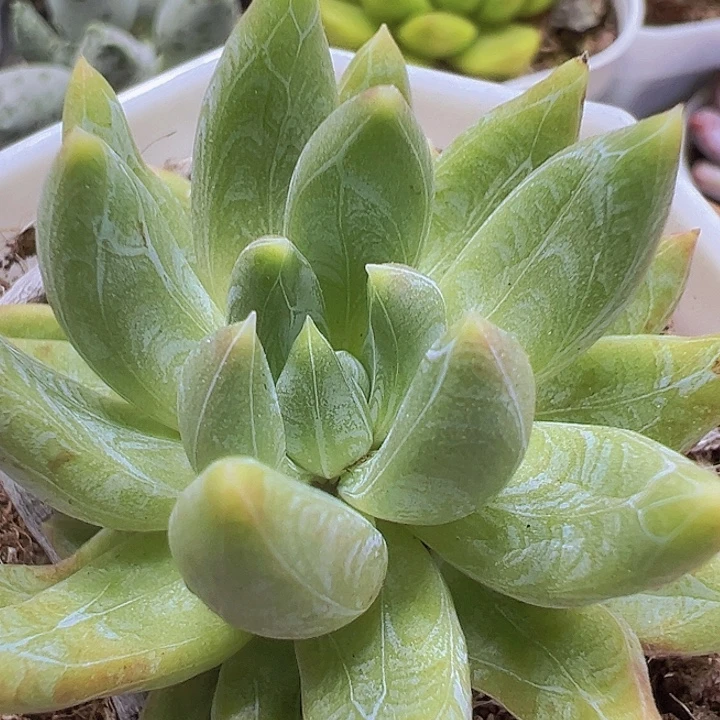 青提19包邮多肉植物