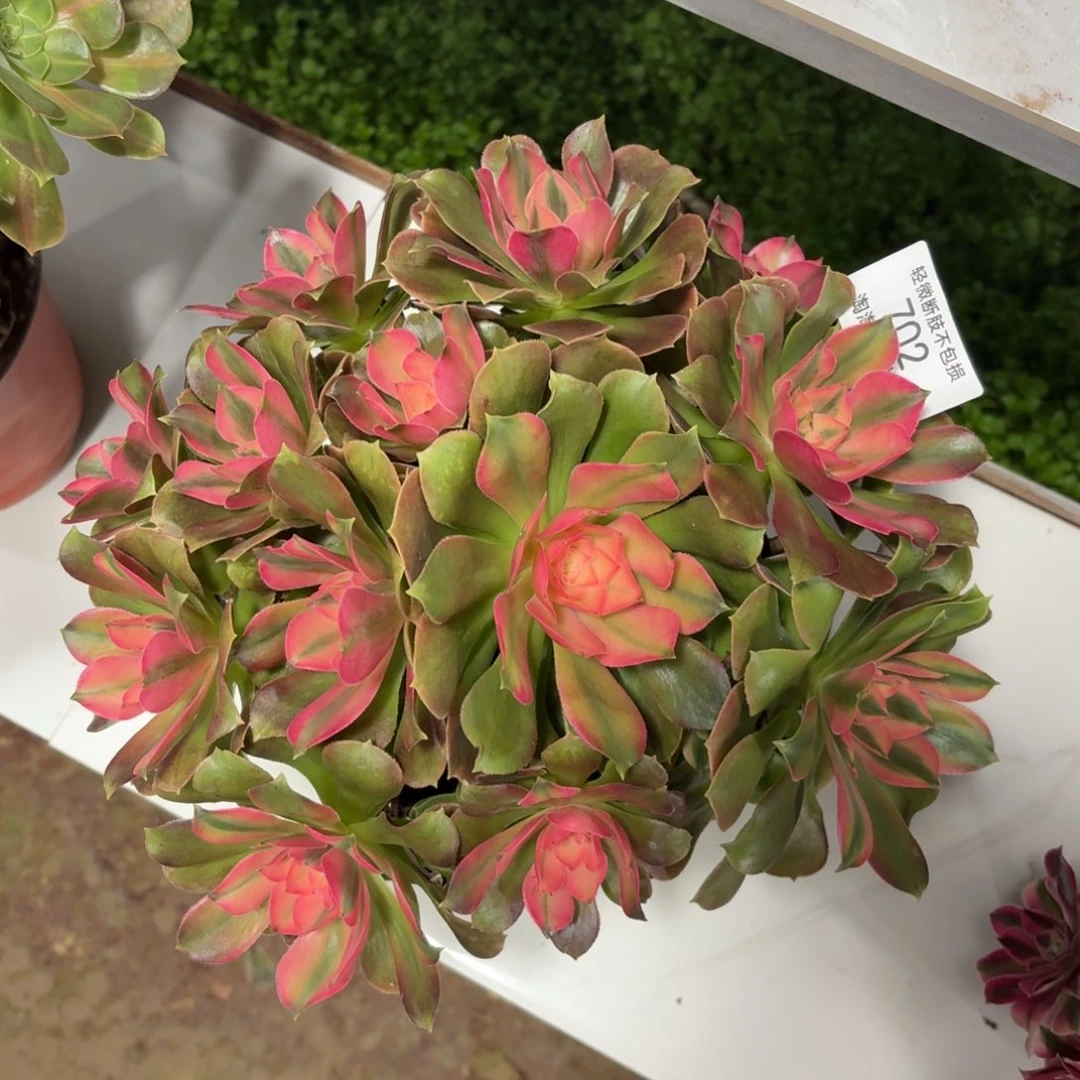 702香妃多肉植物法师