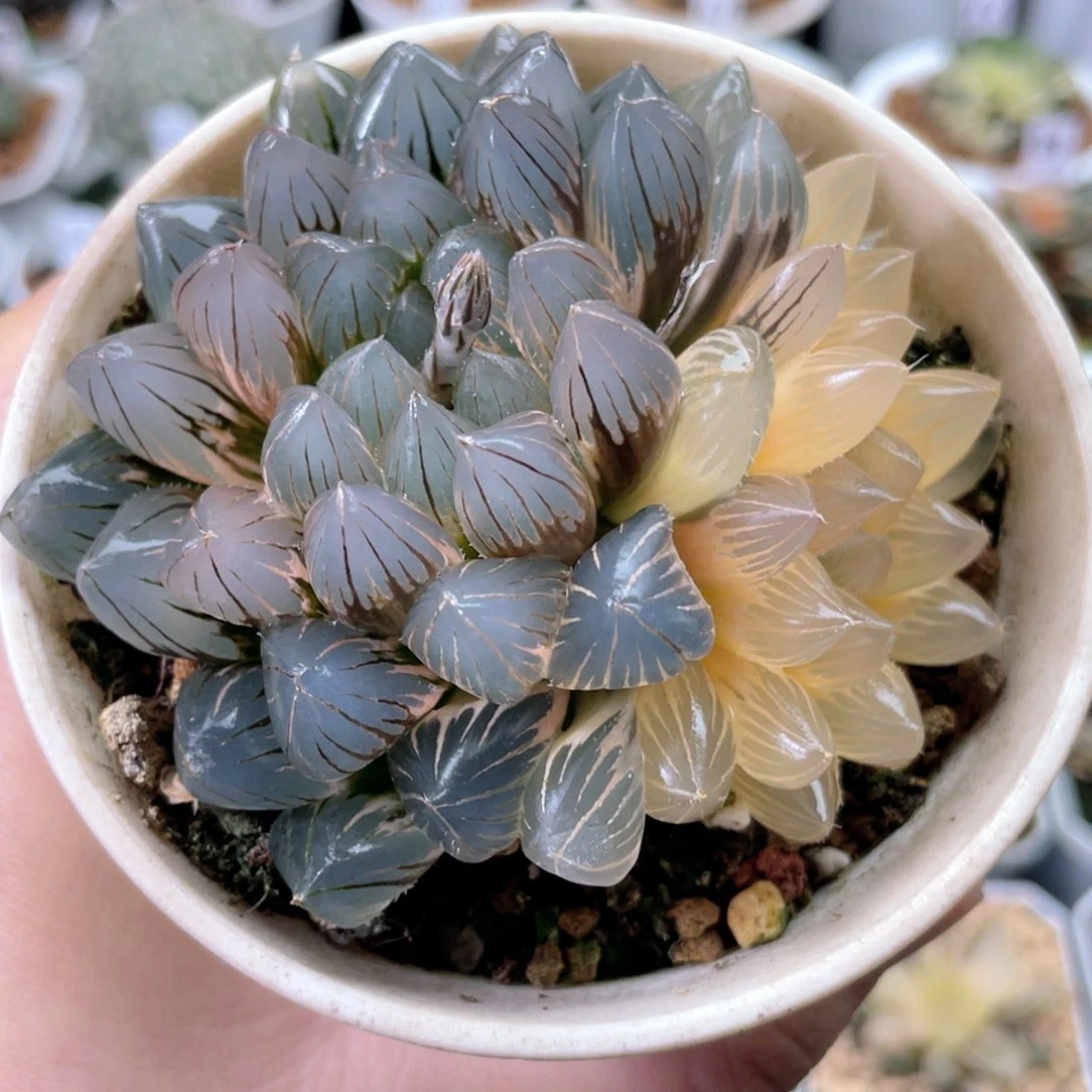 77龙爪锦  多肉十二卷