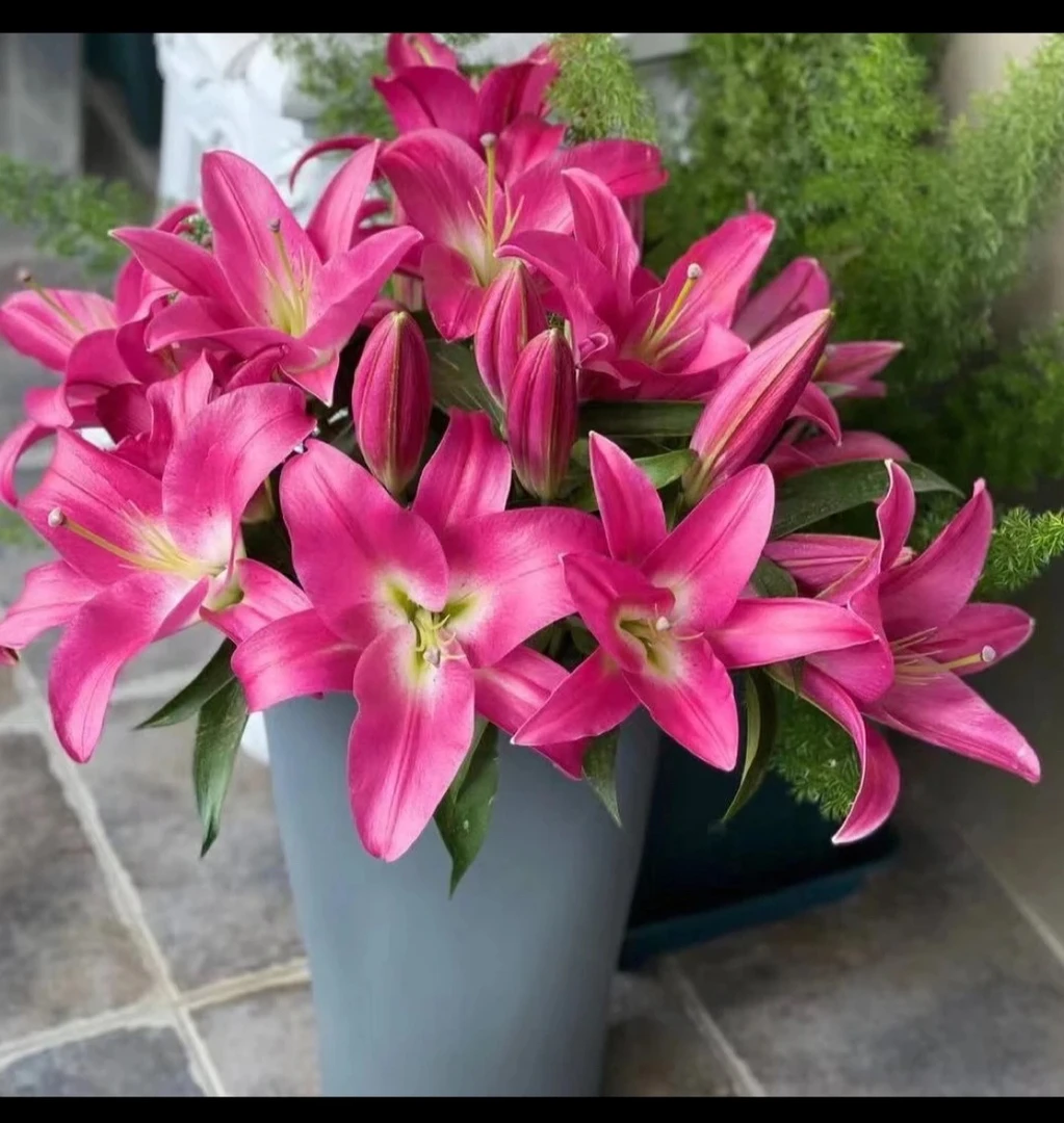 【竞争】东北鲜花基地直发货顺丰包邮办公室点缀鲜花