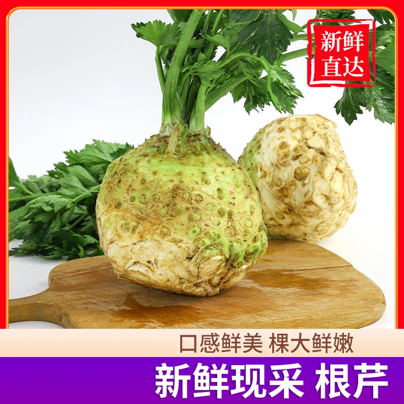 新鲜芹菜西餐香料根芹球根芹大头芹菜低卡膳食纤维蔬菜老桩