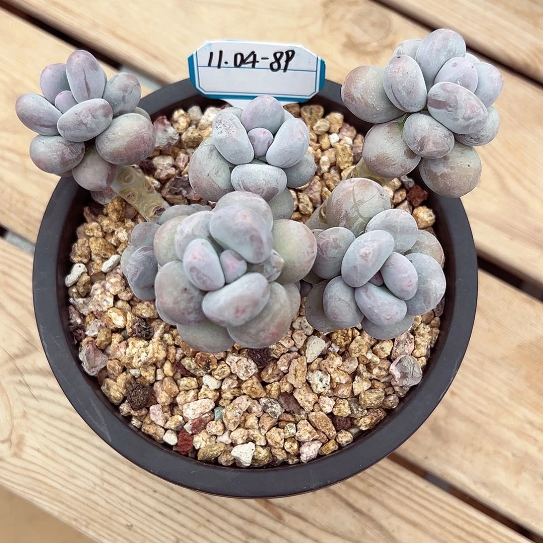 1104-89日系胖奶。。