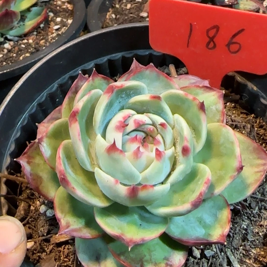 惊鸿一物一拍包装收缩花旱186