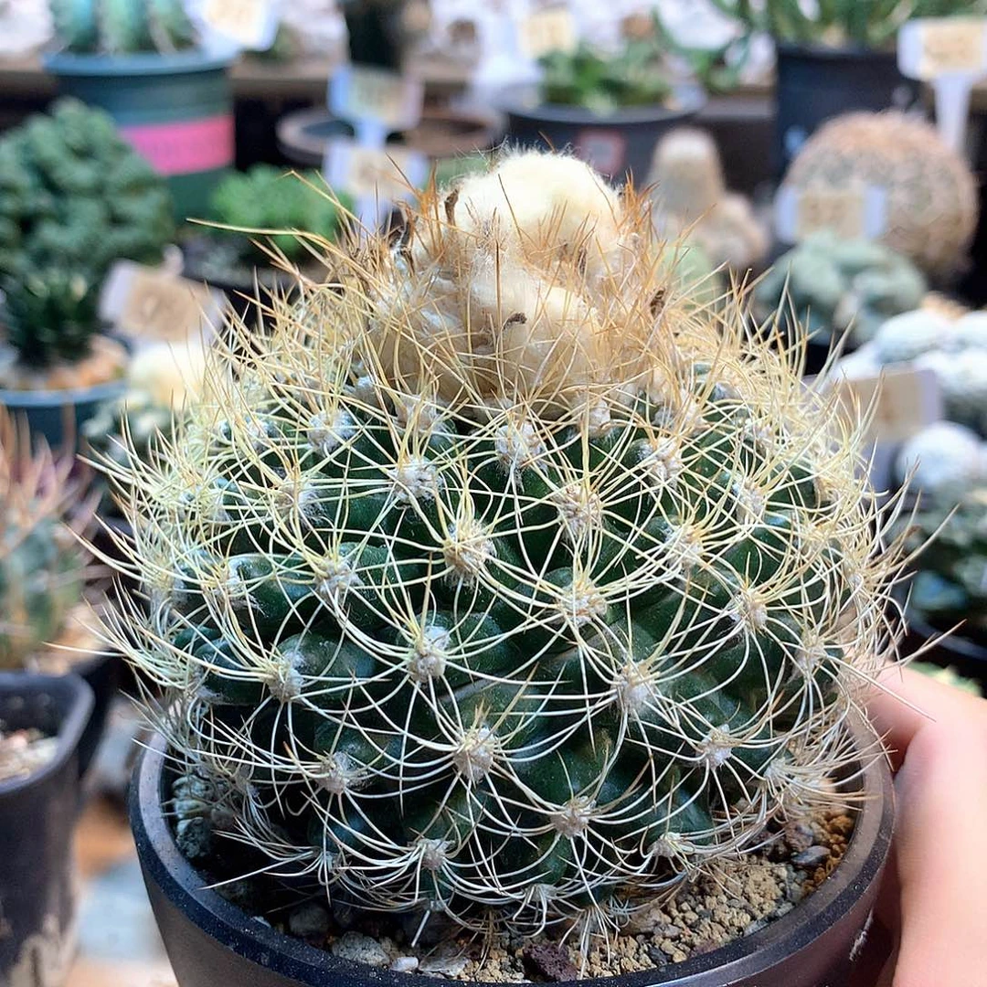 蜘蛛圆盘玉苗接没根