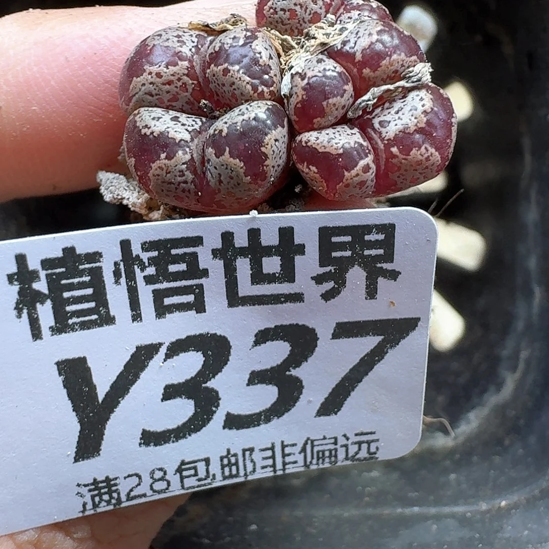 多肉植物的润泽vjk